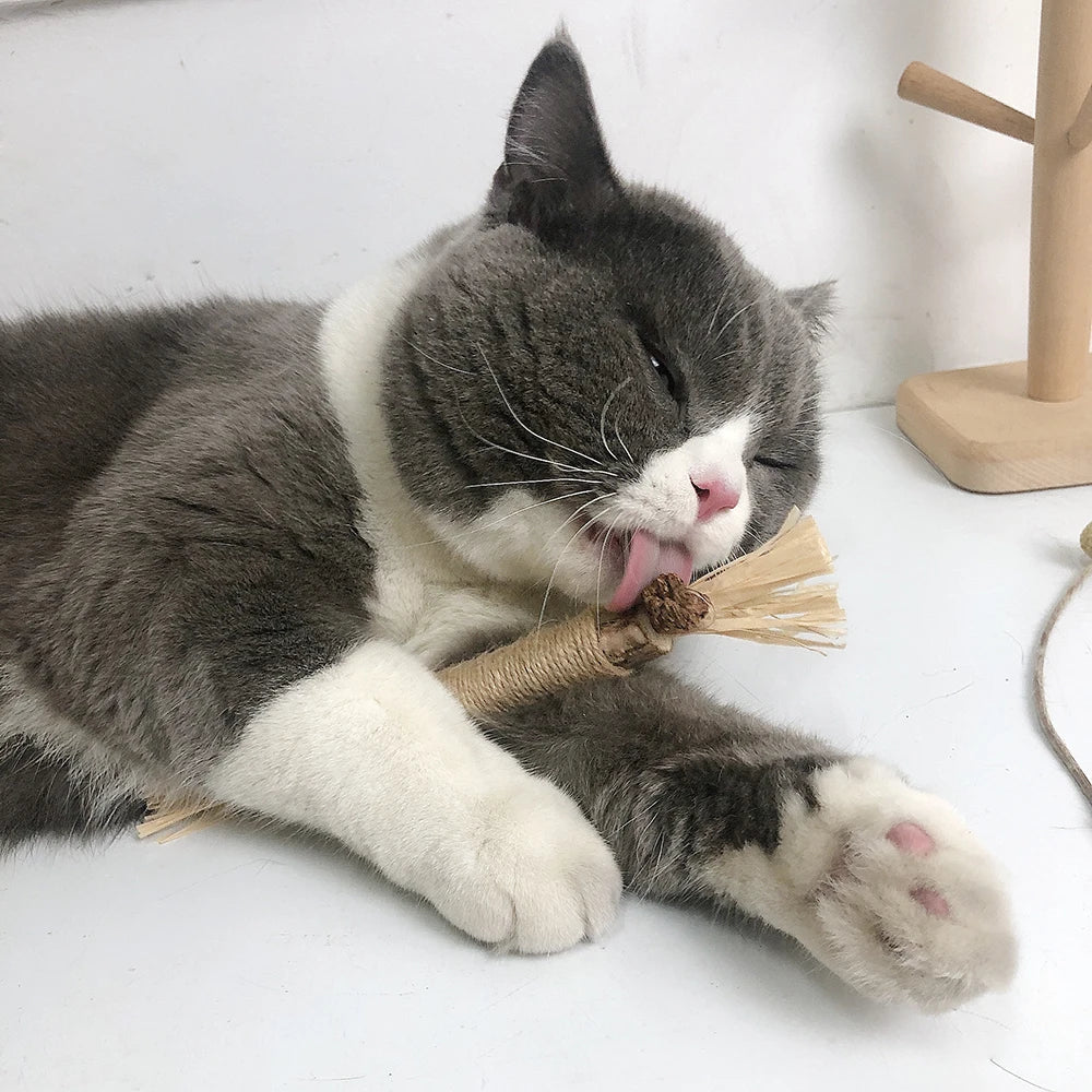 Cleaning Tooth Catnip