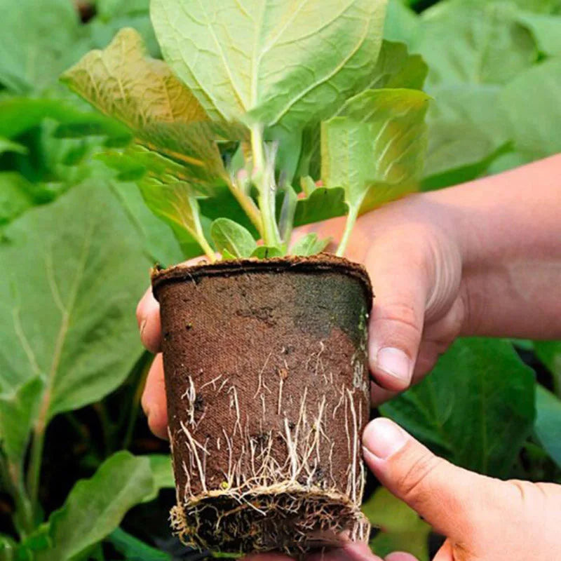 Paper Grow Pot Nursery Cup